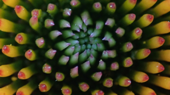 Purple Coneflower Macro #1