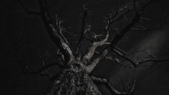 In the Night