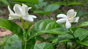 Belley flower photography.