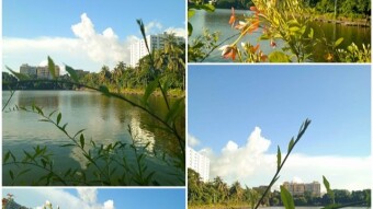 Photography of a Dhighi and flower.