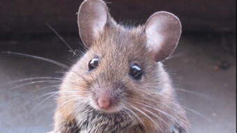 LMTK knock out mouse gave birth