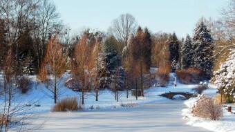 Today, winter let up a bit, but there was little sun - My Actifit Report Card: January 11 2024