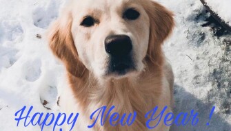 Happy New Years from Lola #dogsofPublish0x