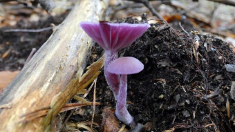 Fascinating mushroom shapes - Laccaria amethystina