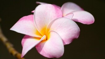 Bored Stiff in Hawaii