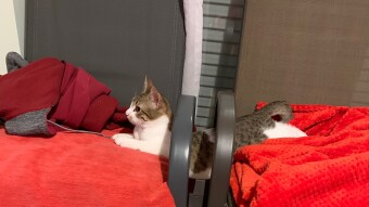 LOCOstories #35 is there any Olympic Games for cats ???