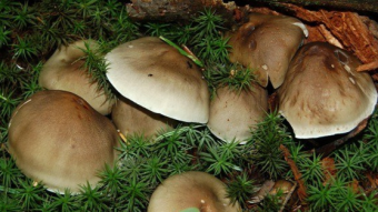 Mushrooms occurring in Europe - Tricholoma saponaceum var. saponaceum