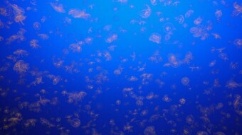 Nature Forces by Ecclesiastes