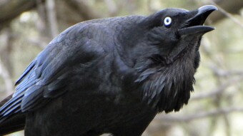 The Raven - Poem - *Warning* (Graphic Visual)