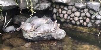 Some tortoise Photography of my self.
