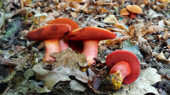 Little known edible mushrooms - Rubinoboletus rubinus