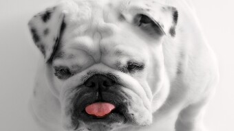 Bit Dawg Barks About BIG Dawgs