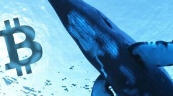 The whales are actively accumulating Bitcoin: large players are confident in the medium-term growth of the BTC!