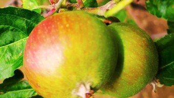 APPLE TWO (2)