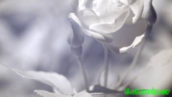 Roses opening - Ultraviolet and Infrared Macro Photography