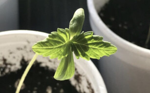 Photography: New Seedlings in the Garden