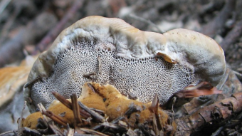 Mushrooms occurring in Europe - Onnia tomentosa
