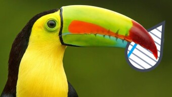 Publish0x - The Early Bird Gets The Worm, Start Writing Before It's Too Late