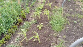 Our Vegetable Plots #15