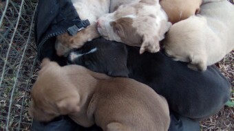 Puppies for Sale!