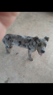 Buster Blue returns!