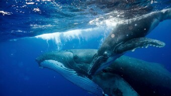 Whale Suicide! | Siavash Song of Hope or Despair!