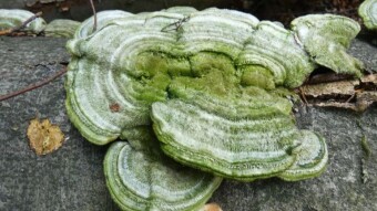 Walks in beech forests - the end of summer, but there are not many mushrooms