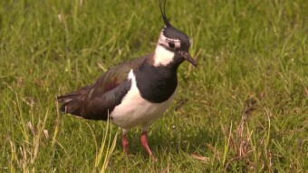Northern lapwing in my immediate vicinity, among concrete buildings