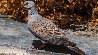 Streptopelia turtur