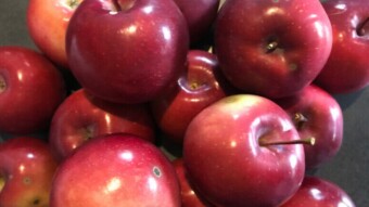 Organic Apples for $10 a bushel (125 apples)