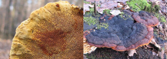 Mushrooms occurring in Europe - Gloeophyllum odoratum