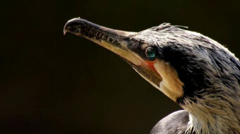 Black Shag - do you have nice eyes, who will you give them to?