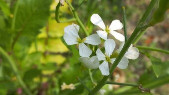 Raddish flower photography