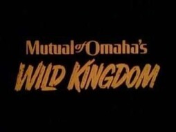 (IJCH) My Confession: "Sometimes When I'm With My Girlfriend, I think of Mutual of Omaha’s Wild Kingdom” (Humor/Parody)
