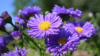 More beautiful and strange flowers in the park garden