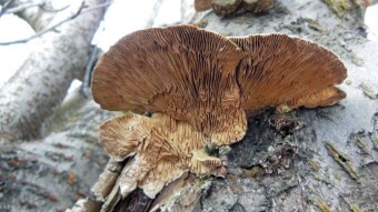 A seemingly popular mushroom, but often overlooked - Lenzites betulina - a mushroom with medicinal properties