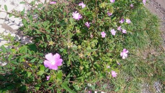 Violets of the field
