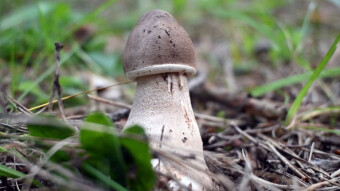 Delicate, beautiful, subtle and tasty - Parasol mushroom