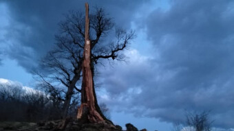 Twilight Hiking & Tall Trees That Are No Longer With Us