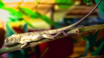 Animal Photography And My Magical Photo Editing Skills