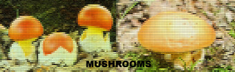 Mushrooms occurring in Europe - Armillaria ostoyae