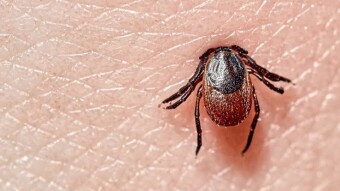 Increasing Tick-Borne Illness in US and Its Connection with Mold Toxicity