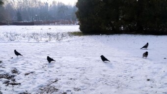 Pleasant, almost all day with frost and sun - My Actifit Report Card: January 9, 2026