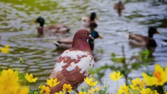“Don’t feed the ducks” in the world of industrialism