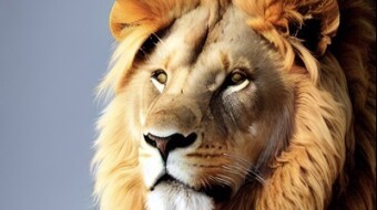 King if the Beasts