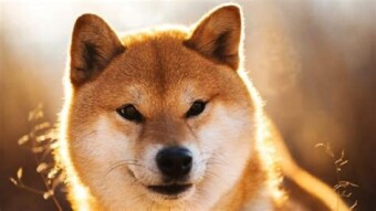 Shiba Madness!