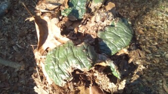 Apocalyptic Homesteading (Day 23)