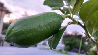 Lemon Photography.