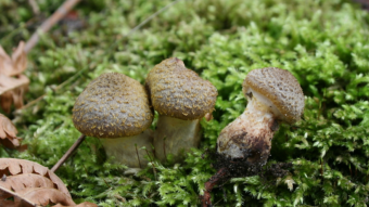 Fungi Friday - Late Fall Fungi