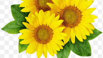 Sunflower Land: The worlds #1 web 3 farming game let's you earn while farming